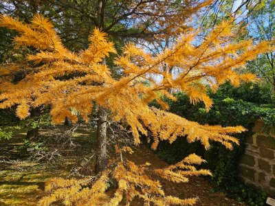 Pseudolarix amabilis